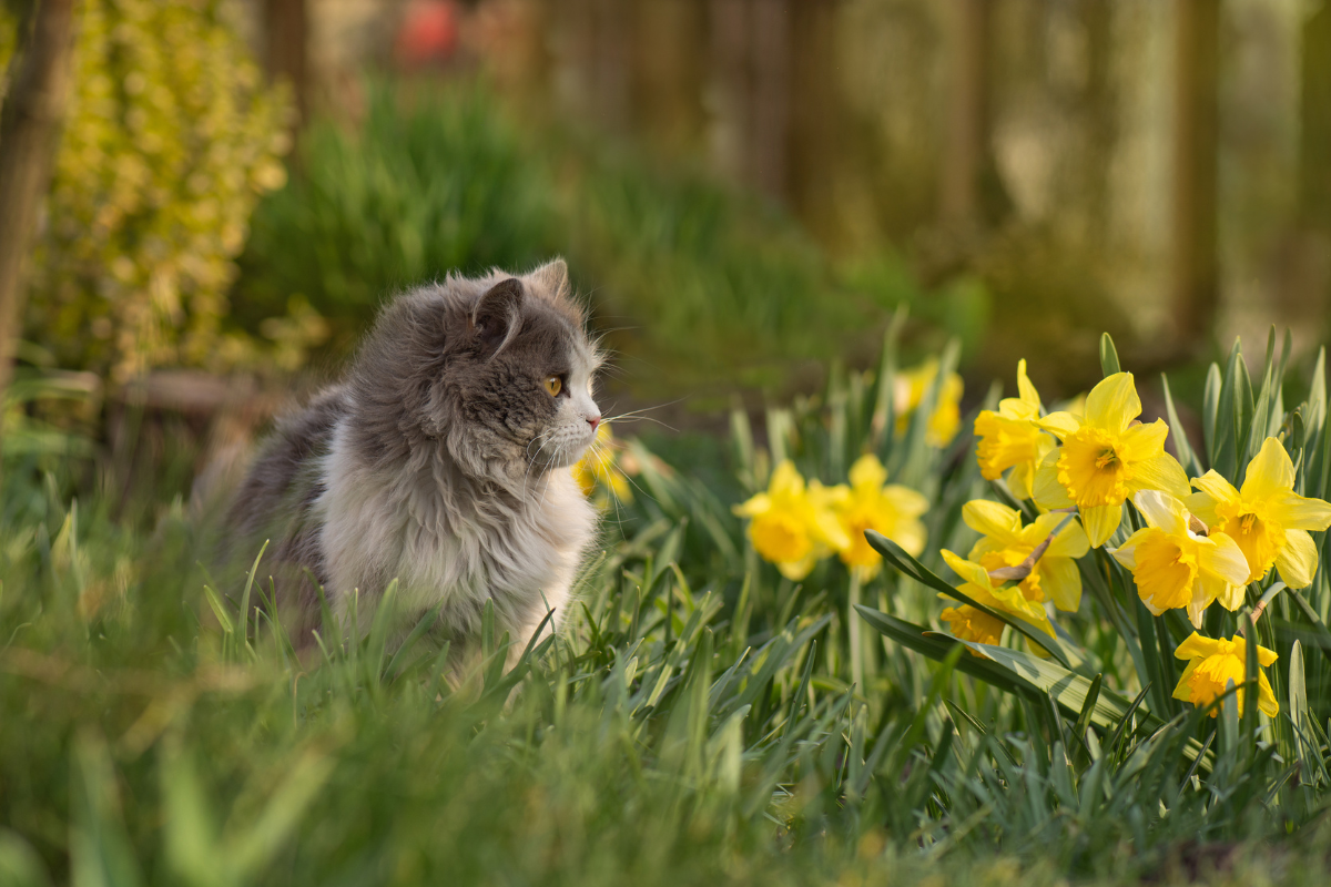 Hoe houd je katten uit je tuin? 10 handige tips